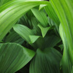 False hellebore during a land-based education program in Height of the Rockies Provincial Park
