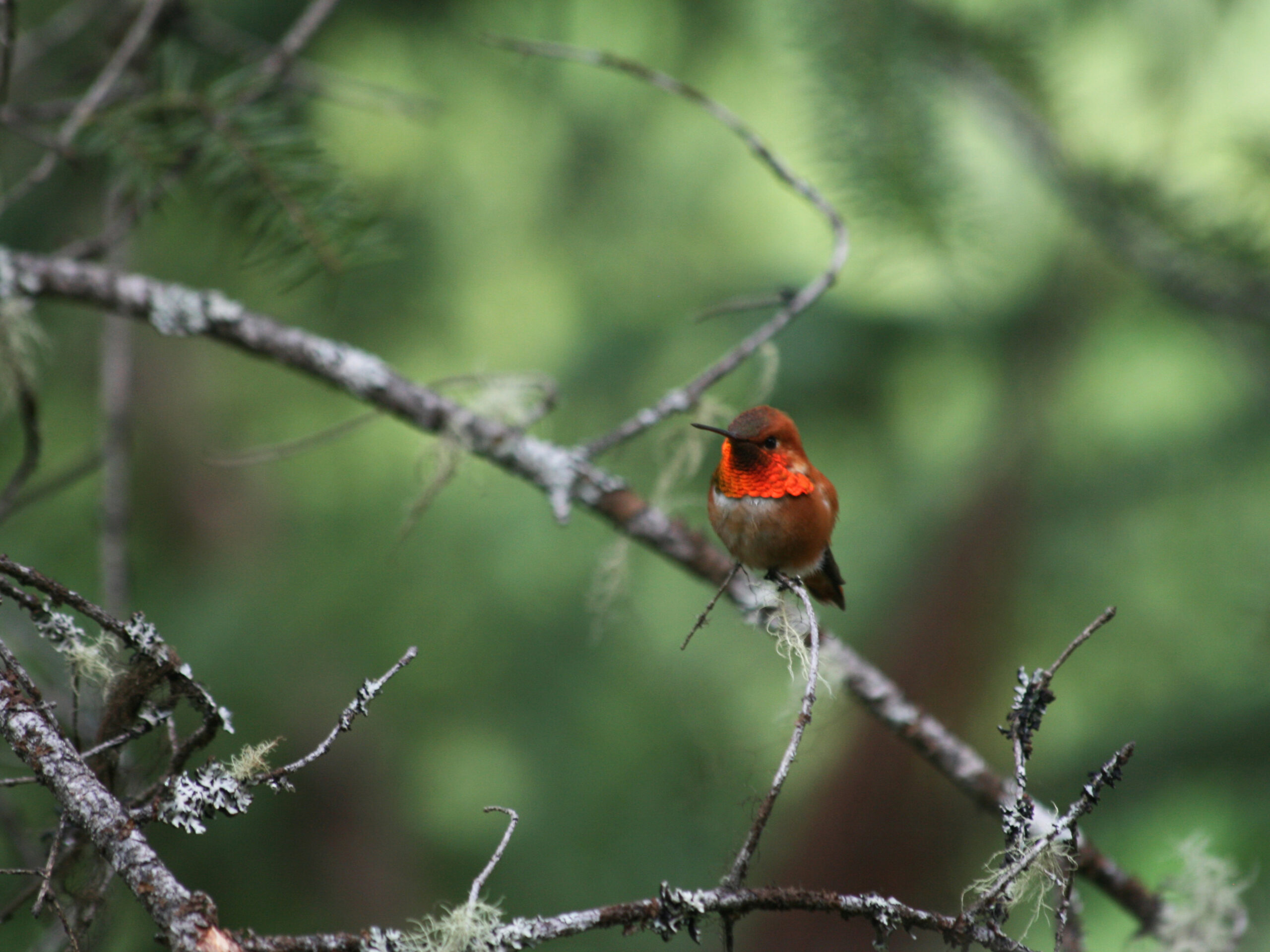 A hummingbird visitor at Cross River