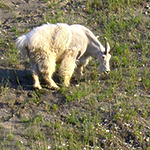 A grazing mountain goat during a guided hike along the Yearling Creek peaks from Cross River